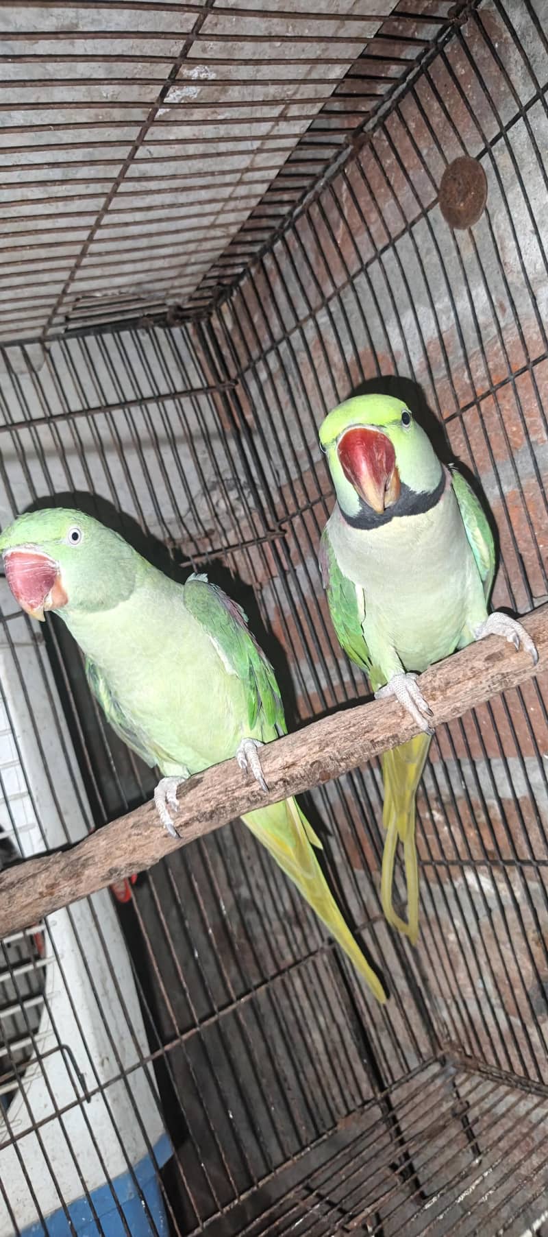 Raw parrots 1