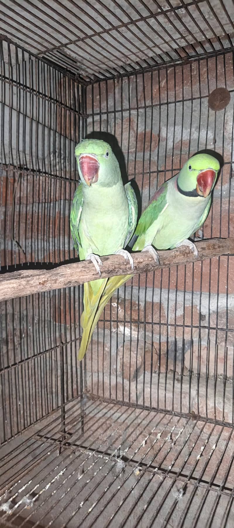 Raw parrots 2