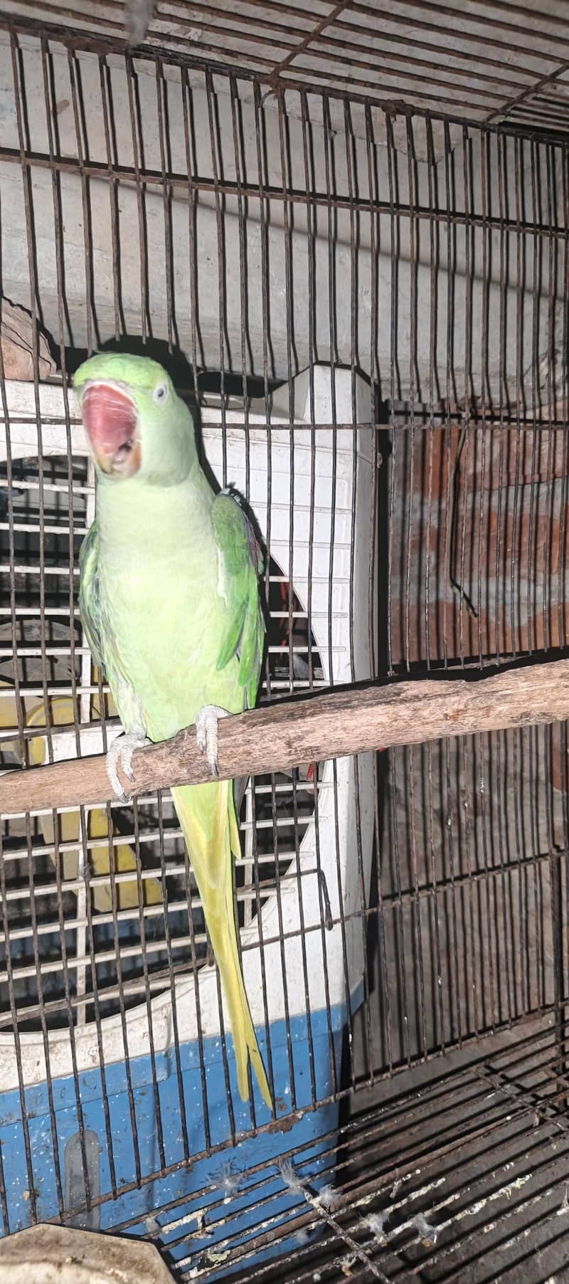 Raw parrots 3