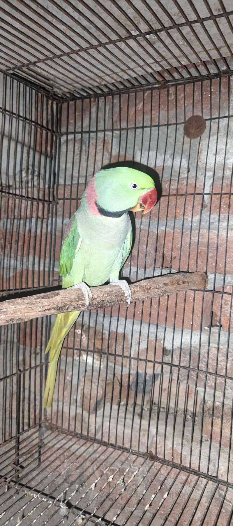 Raw parrots 4