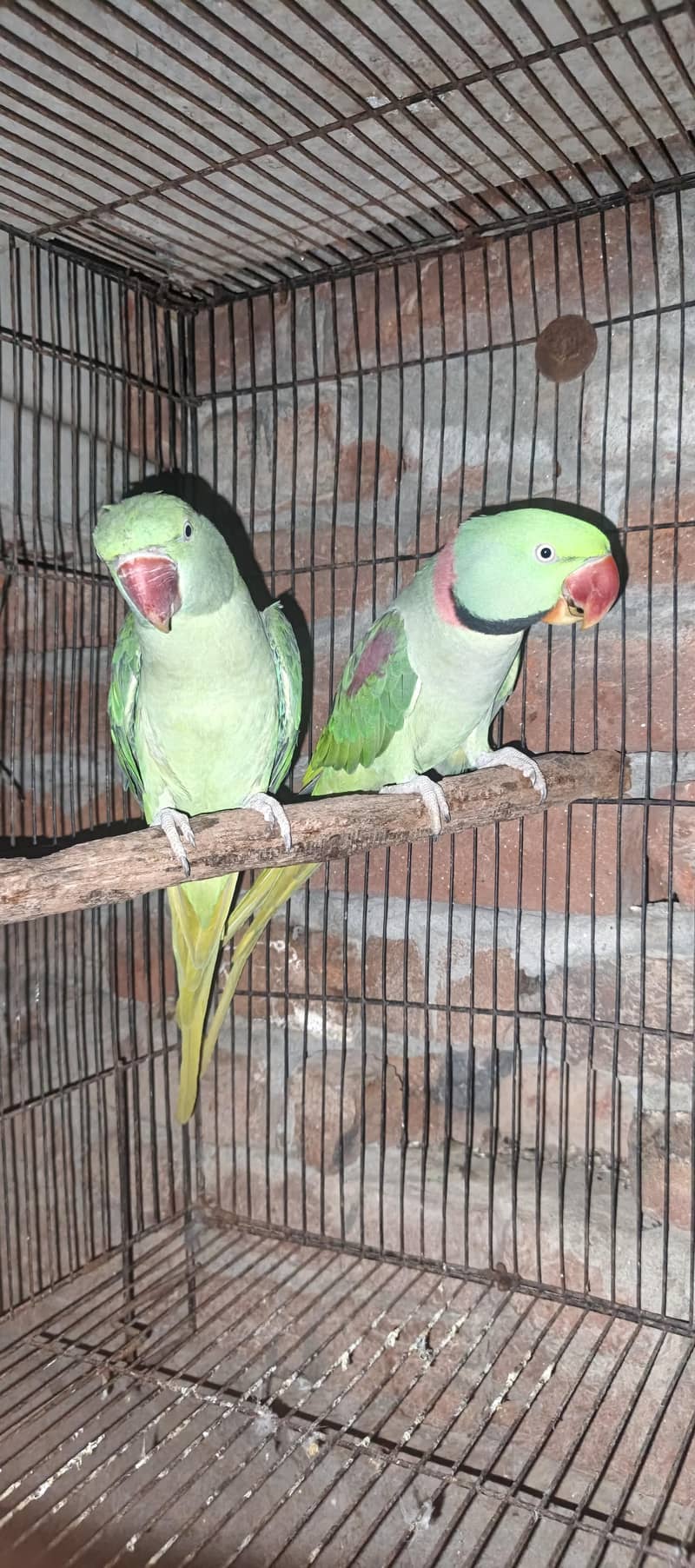 Raw parrots 5