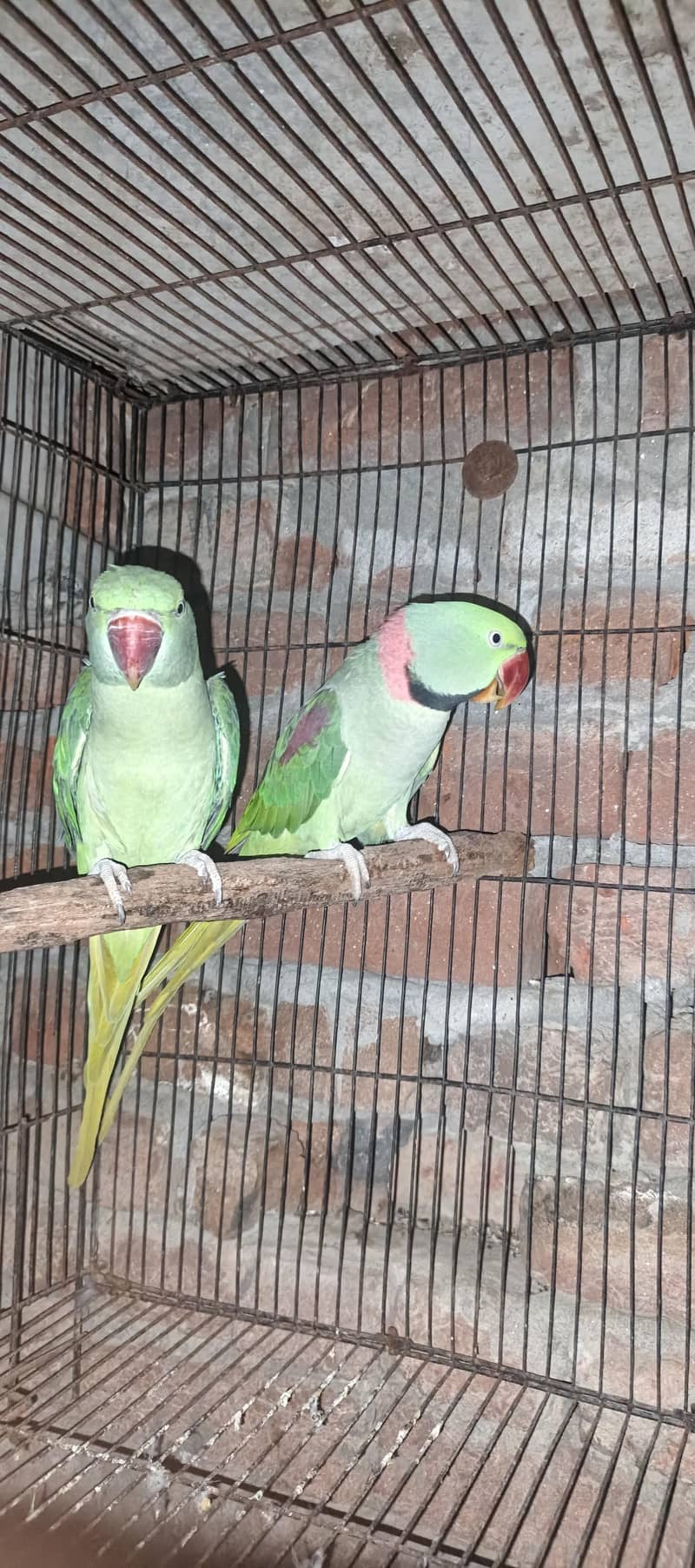 Raw parrots 6
