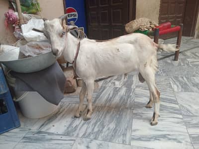 barbary male for sale.
