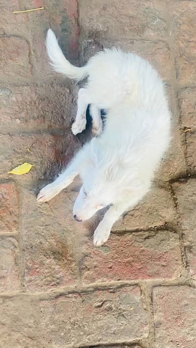 Breed: Japanese Spitz Mix (Japanese Spitz