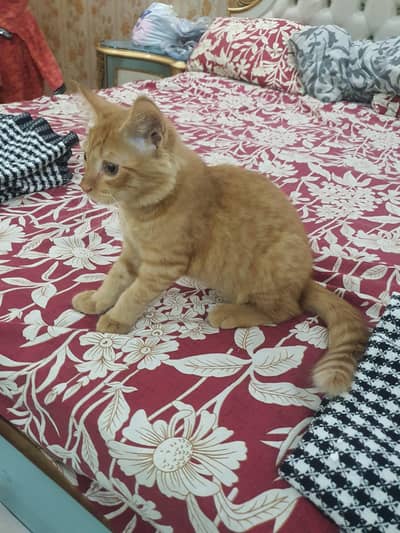 Beautiful and Super Active Male Ginger/Orange Kitten (Litter Trained)
