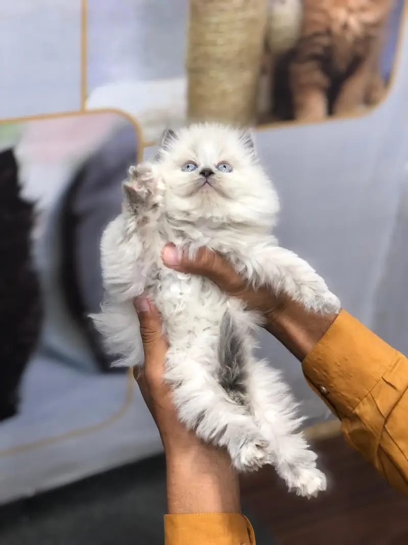cash on delivery Persian Punch face triple coat cat Kitten — photo 4