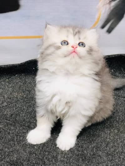 cash on delivery Persian Punch face triple coat cat Kitten