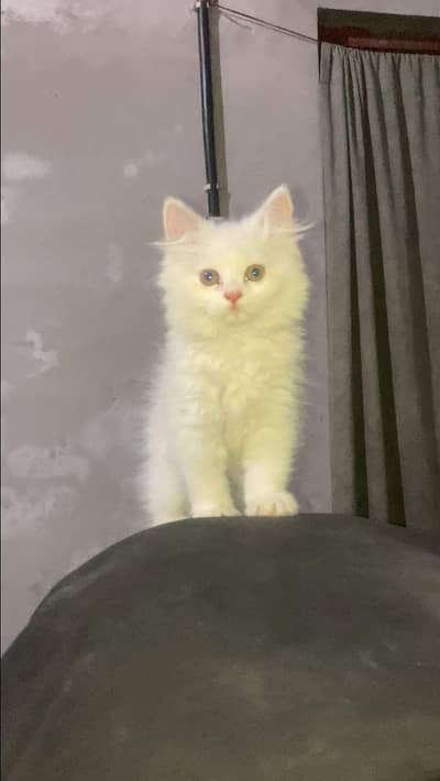 person kitten available