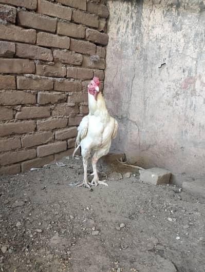 white aseel male and brown aseel female