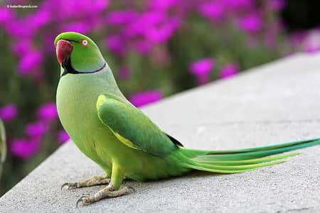 talking male parrot