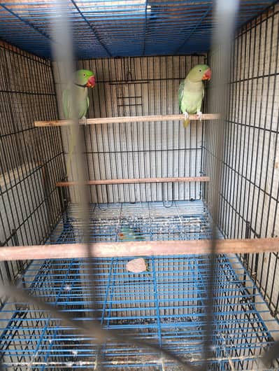 row parrots 2 pairs all setup sale