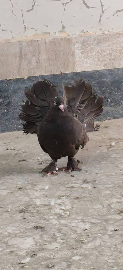 LAKHA PAIR WITH 2 CHICKS