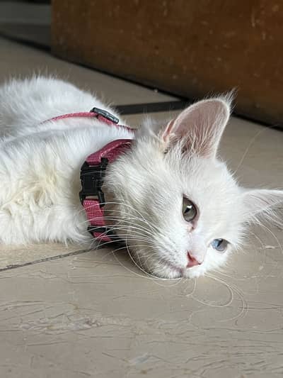 Persian female kitten