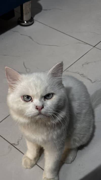 Very Beautiful Persian Cat for Sale