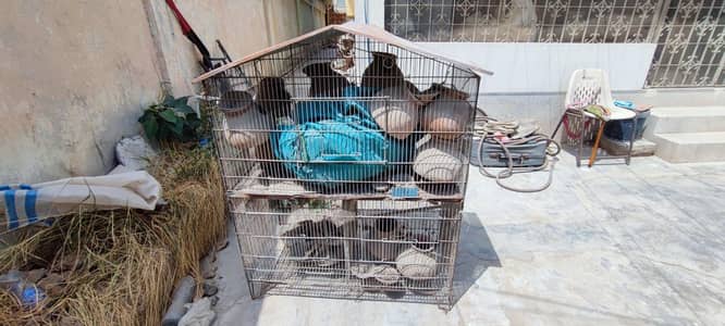 Birds Cage Only