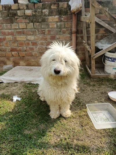 Poodle Quality piar