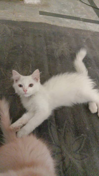 Mix Persian, white male kitten