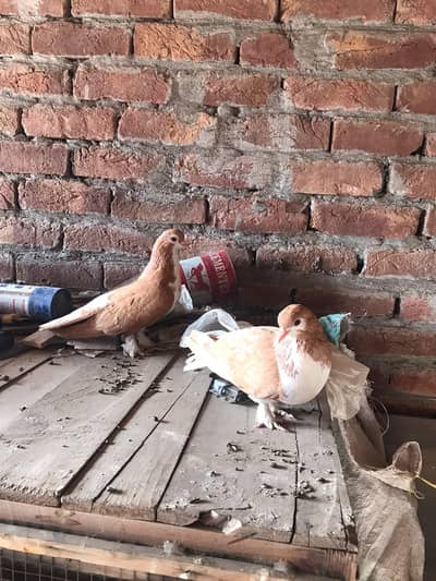 sherazi pigeon