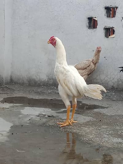 White murgha