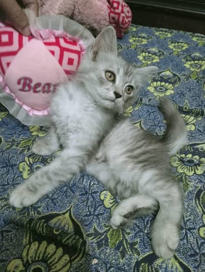 pwrshion dobul courted kitten available