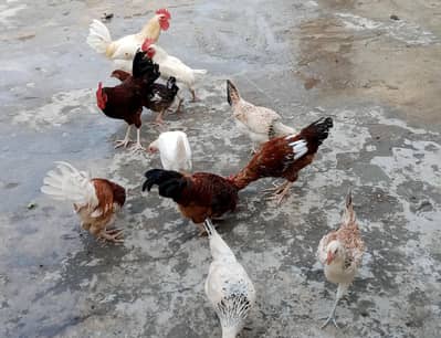 Chickens for sale