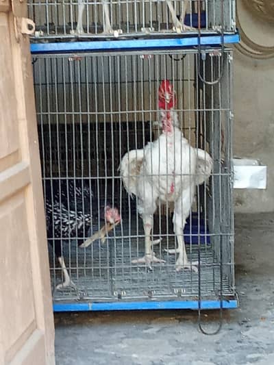 Heera Breeder for Sale