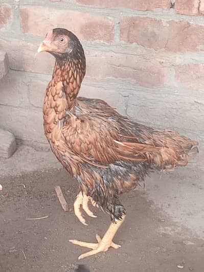 Peure aseel murghi kurk wali for sale