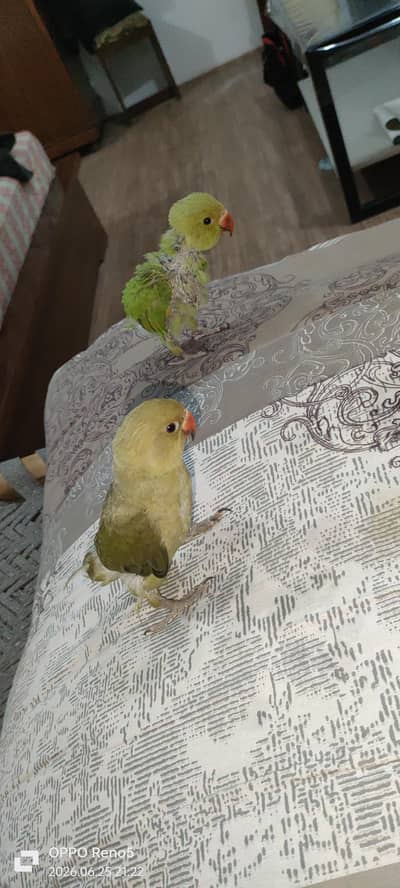 indian pair parrot for sale