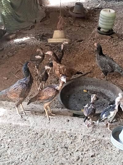 aseel hens rooster and chicks