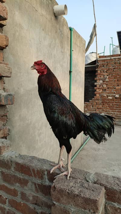 barmi cross long height young Patha ready to season