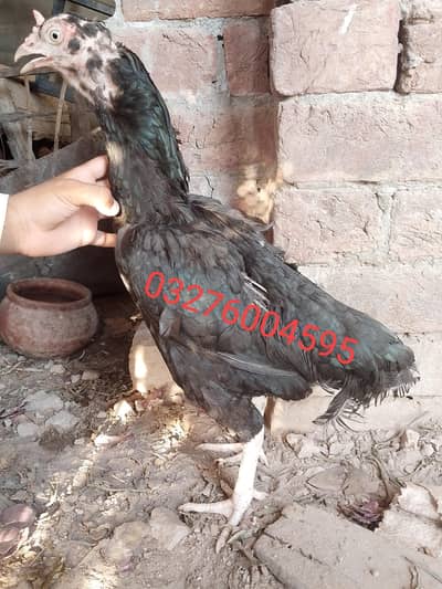 2 aseel hens 1 male 3 month ka or 1 female kurk par h or 4 deai 4 mont