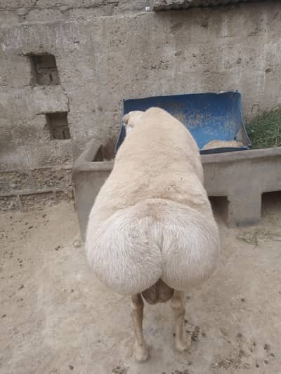 somba 4 sale locashan north barachi wathsap number 03062122617