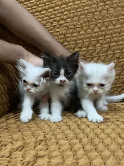3 Persian kittens