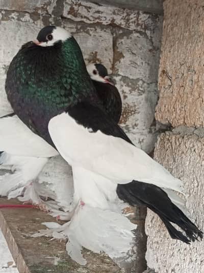 Magpie Reverse wing