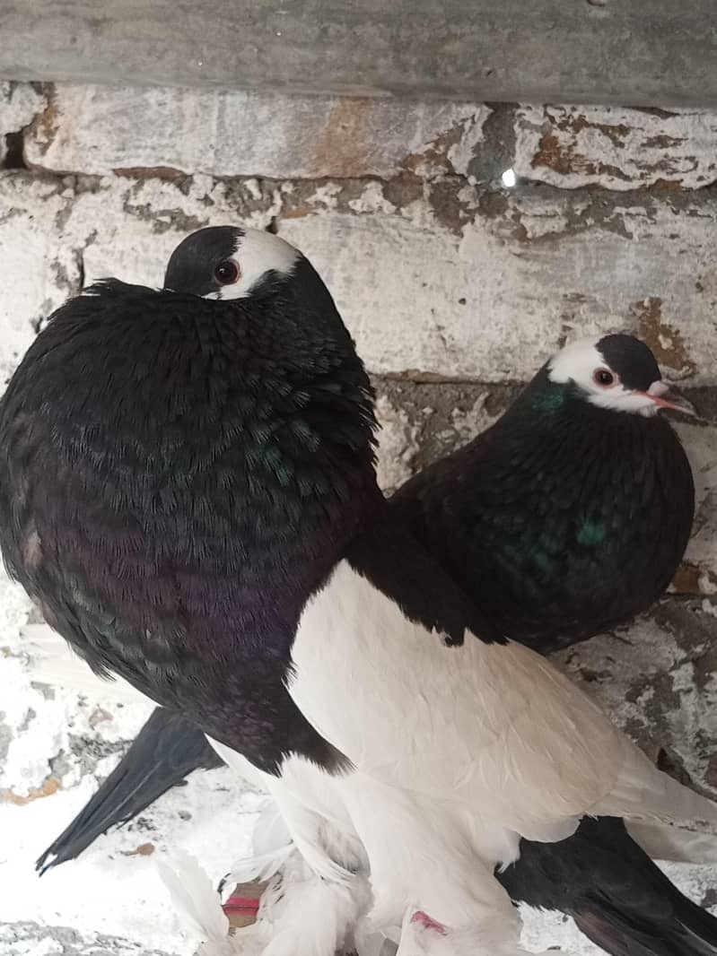 Magpie Reverse wing 3