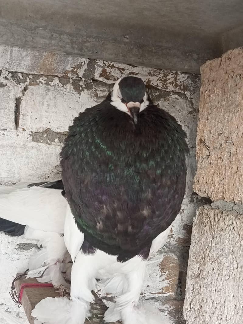 Magpie Reverse wing 4