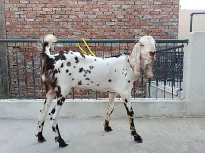 Makhi Cheena Bakra Age 10-11 Month (Read Add)