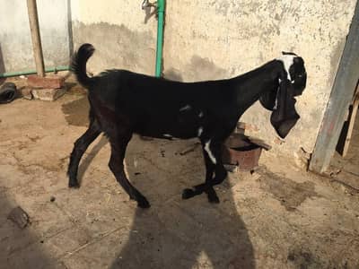 Beetal bacha male Bakra/Bakri/Goat