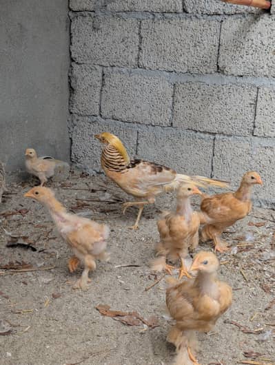 golden buff chicks