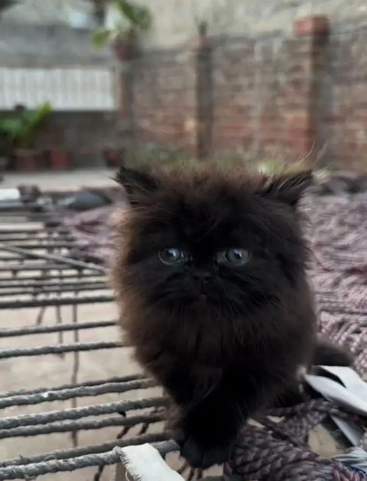 Persian cat for sale