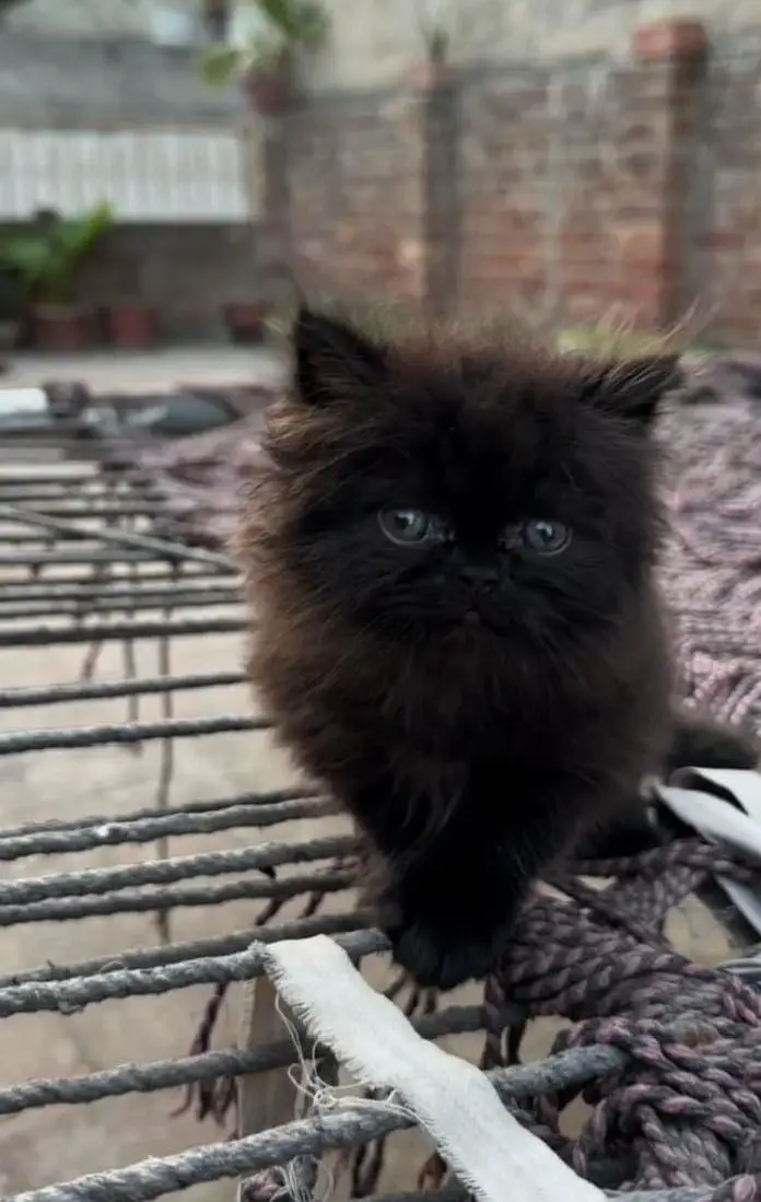 Persian cat for sale — photo 2