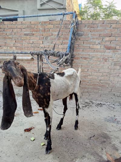 bakri for sale