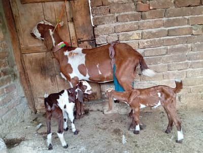 Beetal goat with 2 kids