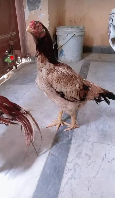 All ok aseel female ready for eggs
