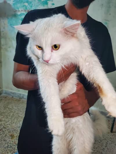 2 Persian 1 Siberian