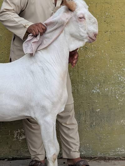 Gulabi khassi bakra 4 daant