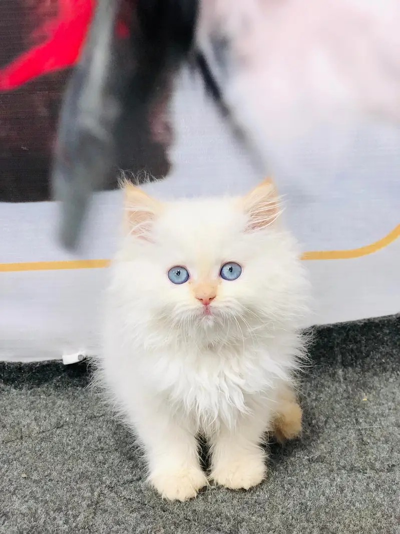 cash on delivery Persian Punch face triple coat cat Kitten — photo 10