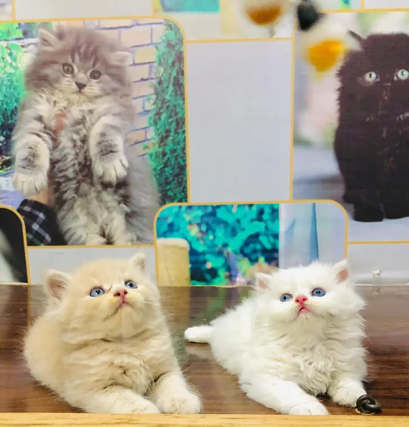 cash on delivery Persian Punch face triple coat cat Kitten — photo 11