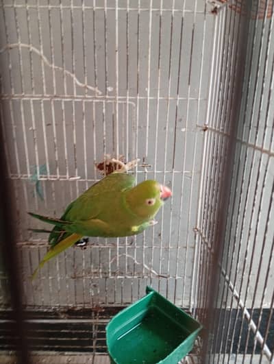 extremely high quality ringneck female green parrot breeder female.