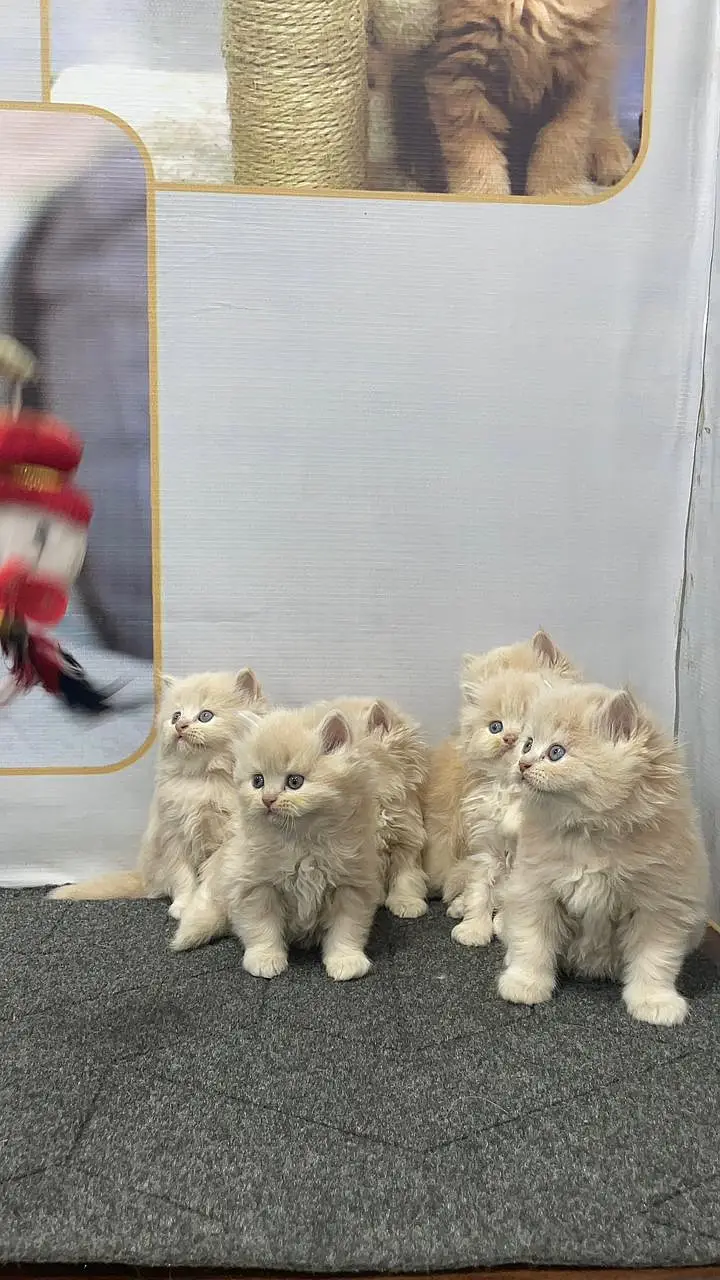 cash on delivery Persian Punch face triple coat cat Kitten — photo 11
